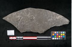 Foto (Objekt + Etikett) von Senftenbergia crenata Lindl. et H. (NHMW-GEO-2024-0188-10943)